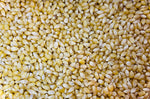 Bluegrass Cavern Organic White Popcorn Kernels